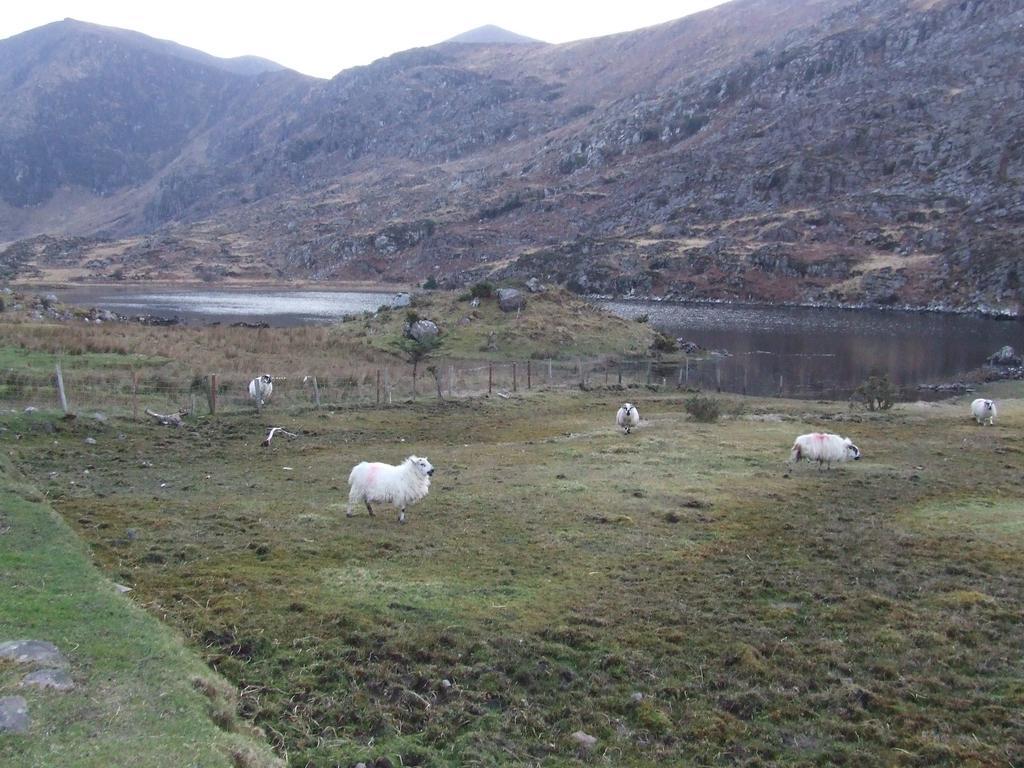 Rockfield House B&B Killarney Buitenkant foto